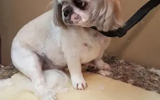 Wagging Tails Grooming in McKenzie, TN