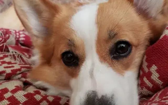 Happy Tails Puppy Love & Pet Care in Tiburon, CA