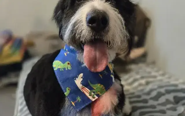 Wags and Whiskers Wonderland in Zanesville, OH