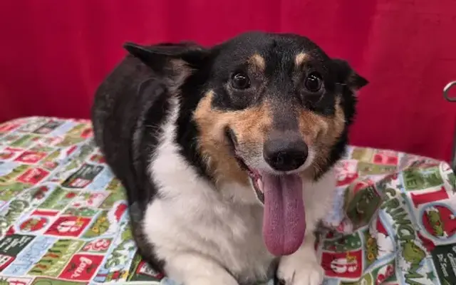 Wandering Wags Mobile Grooming in Toms River, NJ