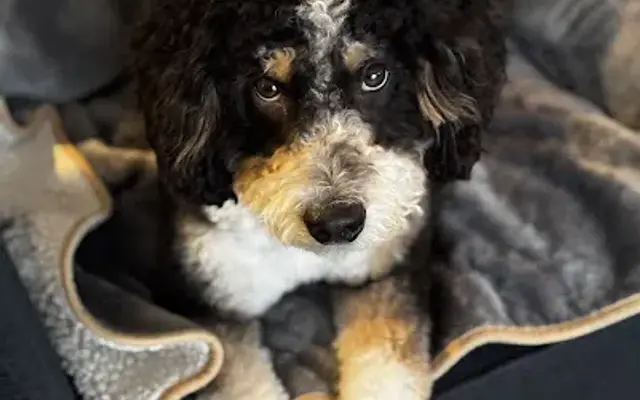 Picture Pawfect in Lodi, WI