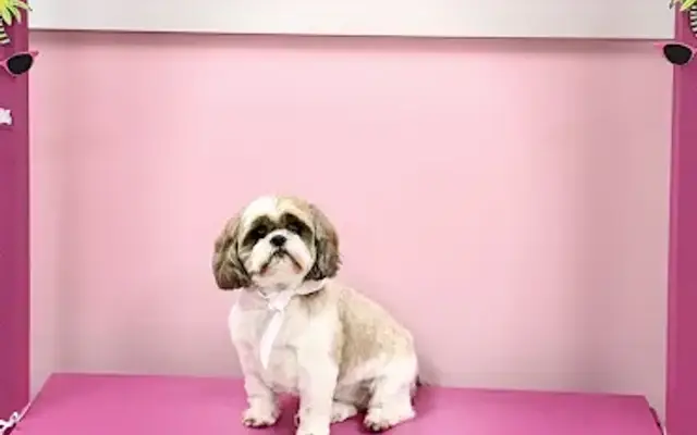 Woof Gang Bakery & Grooming Delray in Delray Beach, FL