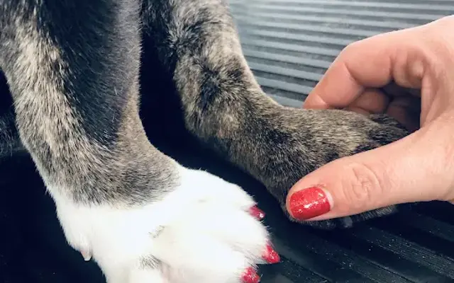 Paws&Claws LLC in South Lebanon, OH