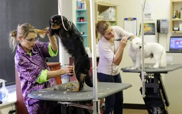 Roxy's Grooming in Constantine, MI