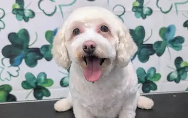 Scruffy to Fluffy Dog Spa in Schaumburg, IL