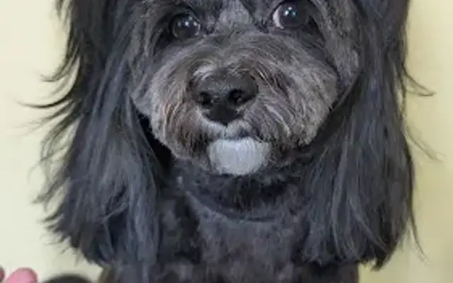 Coco's Grooming in Warren, OH