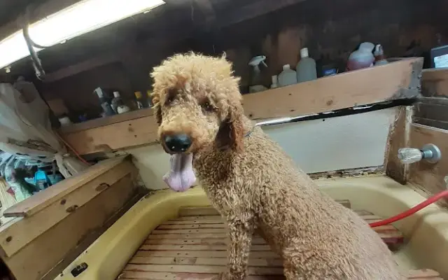 A Mobile Pet Groomer in Land O' Lakes, FL