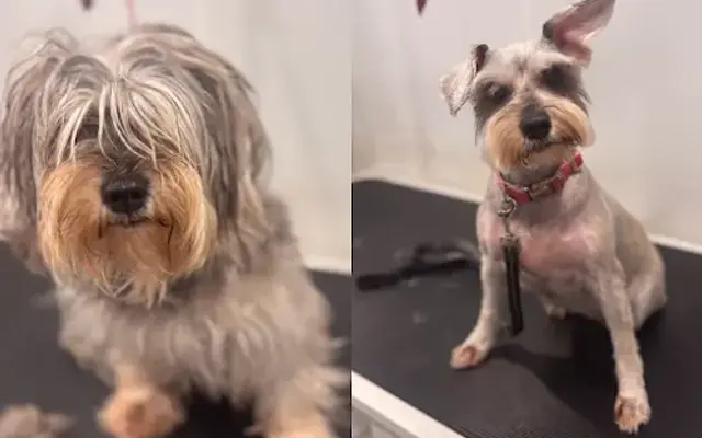 TLC Pet Care Services in Plantation, FL