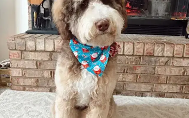 Pawsitive Pet Spot in Dayton, OH