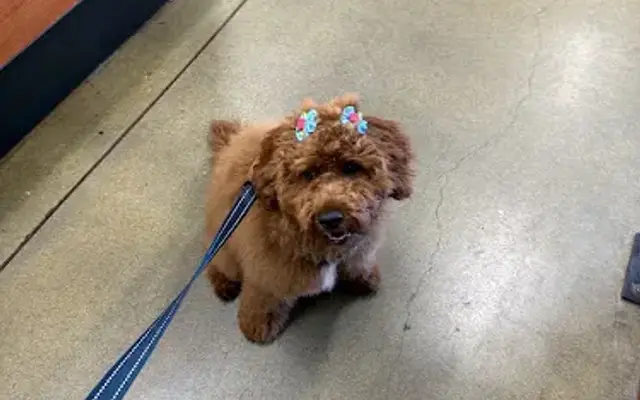 PetSmart Grooming in Milpitas, CA