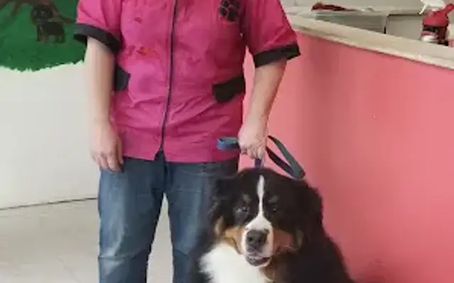 Auntie Puppy's Pet Spa, LLC in Wadsworth, IL