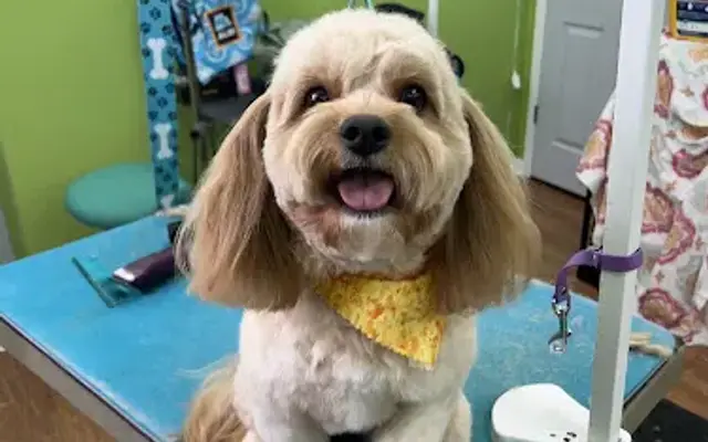 Snips & Nails & Puppy Dog Tails in Le Claire, IA