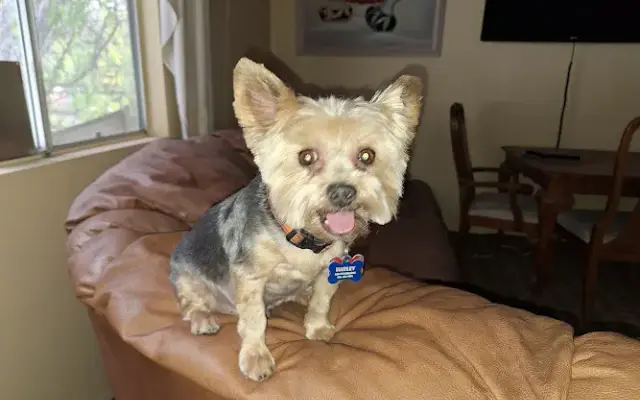 Maggies Grooming in Simi Valley, CA