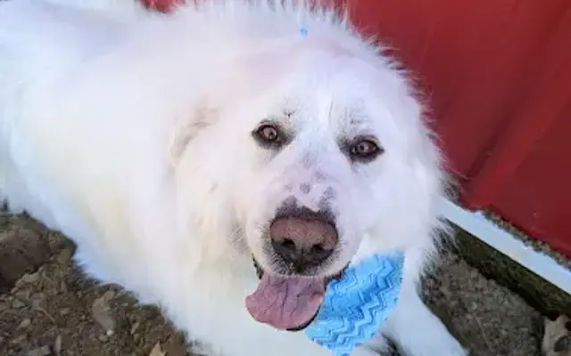 Humble Heart Pet Grooming in Westby, WI