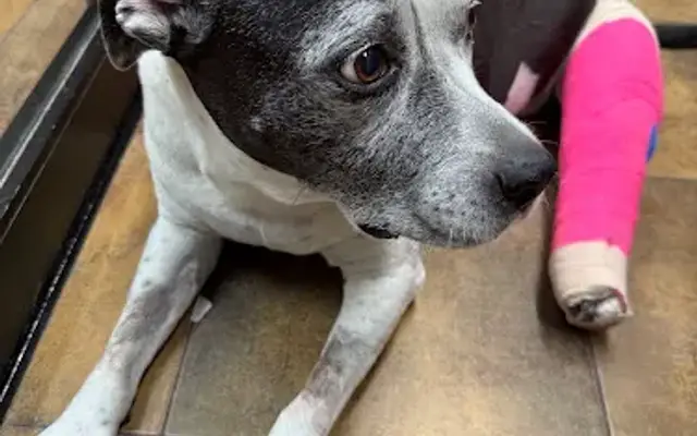 KC Animal Hospital & Pet Resort in Scottsdale, AZ