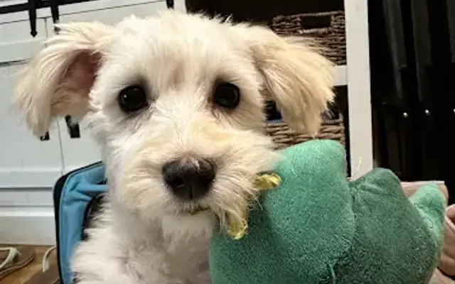First-Col Pet Salon in Arcadia, CA