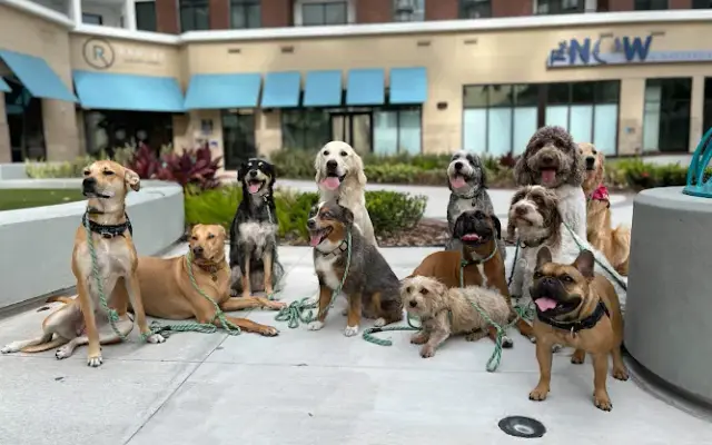 Eola Pets in Orlando, FL