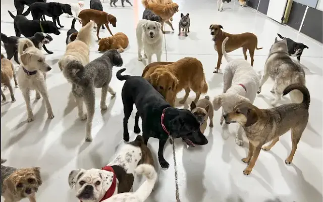 Go Fetch Services in Loveland, OH