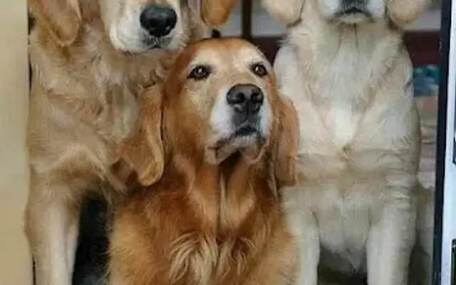 Dogtropolis in Greenwood, IN