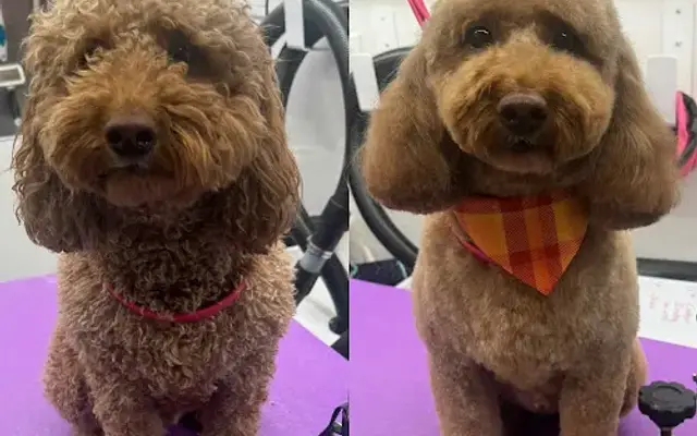 Dapper Dog Mobile Spa in Wesley Chapel, FL