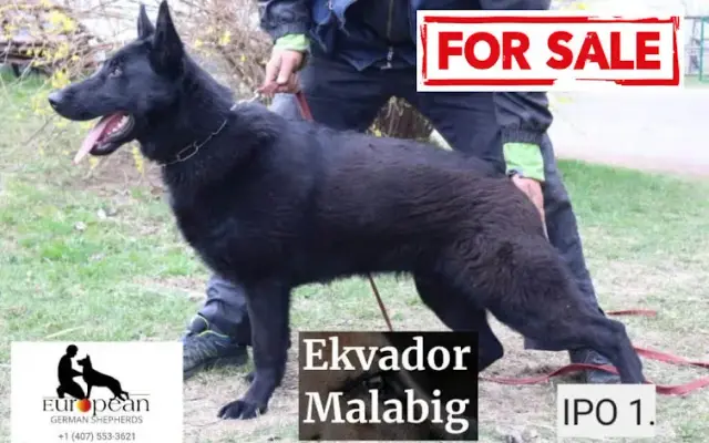 European German shepherd's in Haines City, FL