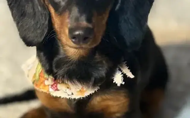 Tail Waggers in Tool, TX