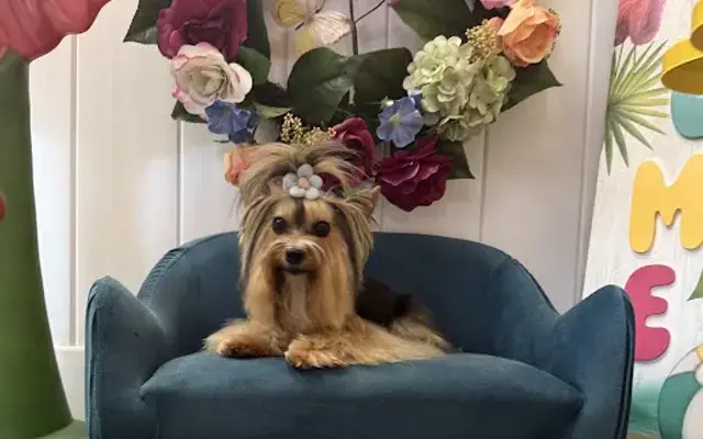 Abracadabra Pet Grooming & Day Care in Ormond Beach, FL