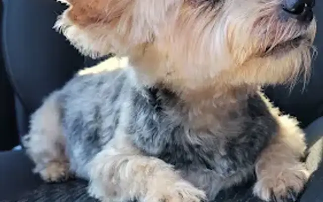 Jessie's Dog Grooming in Palatka, FL