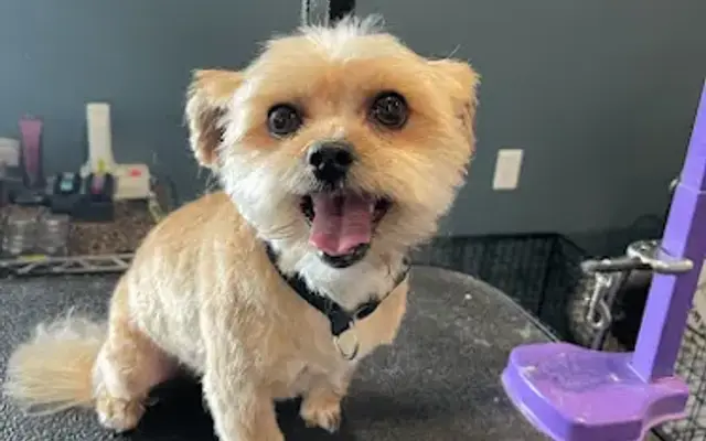 Bright Animal Care in Lake Charles, LA