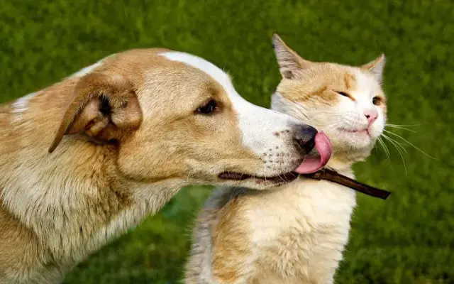 Heritage Animal Hospital of Plymouth & Maple Grove in Maple Grove, MN