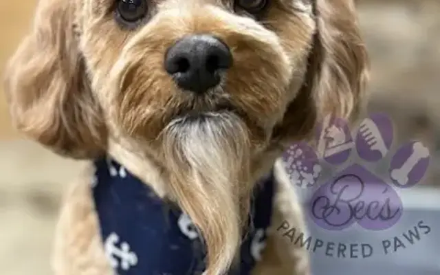 Bec's Pampered Paws in South Charleston, WV