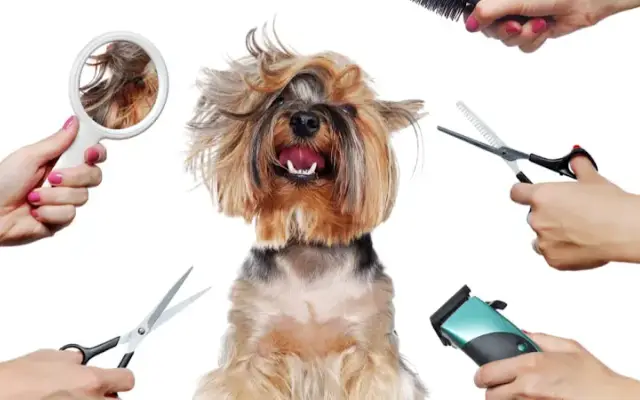 Puppy Palooza Pet Spa & Boarding in Lancaster, SC