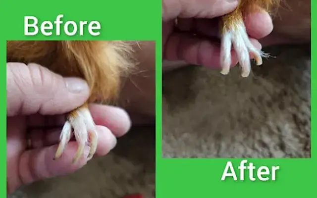 Pawfections Mobile Nail Trims in Del City, OK