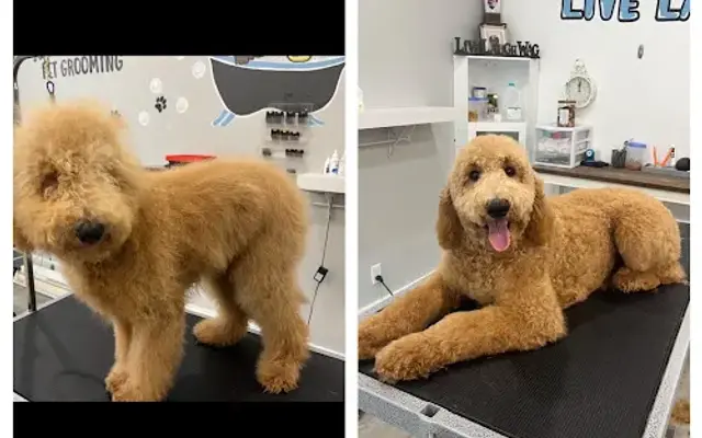 Renee's Pet Grooming in Jupiter, FL