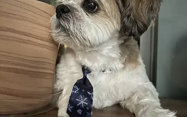 Dogs by Design in Douglas, MI