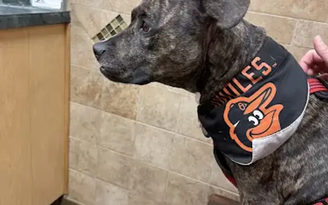 Hartwood Animal Hospital in Fredericksburg, VA