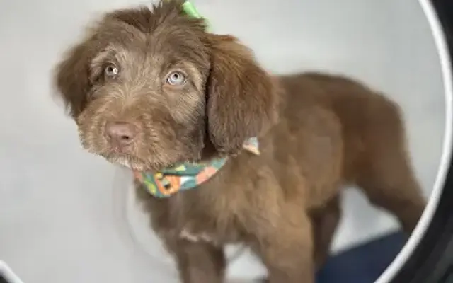 The Poodle Parlor llc . in Victorville, CA