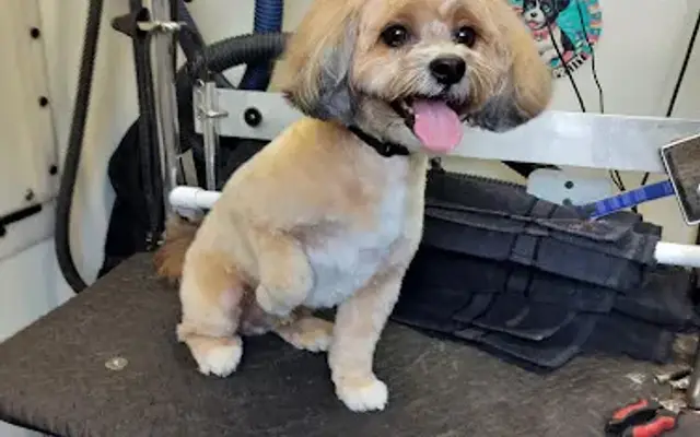 Fur Dogs Only Mobile Dog Grooming in West Hills, CA