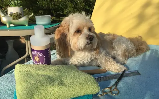 Animal Artistry Grooming in Ojai, CA