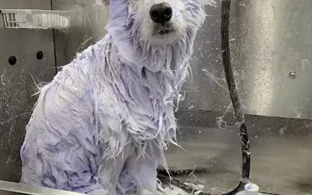 Pawsh Spa Van / Mobile Groomer in Justice, IL