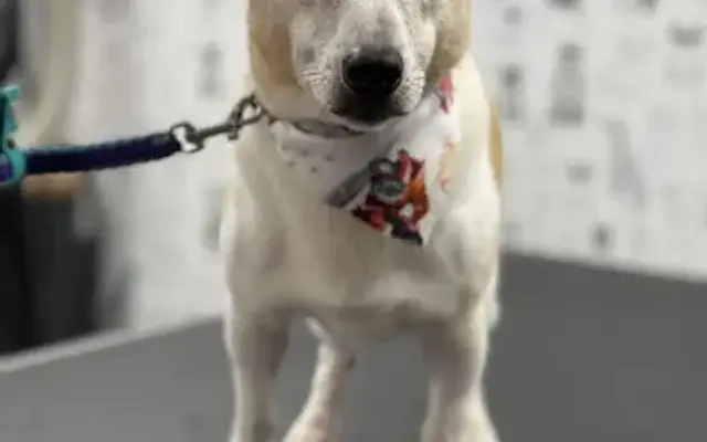 Kiss My Mutt Dog Salon, LLC in Shamokin, PA
