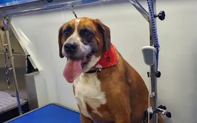 Zoomin Groomin Mobile Pet Spa in North Richland Hills, TX