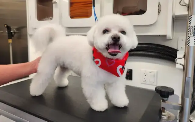 Happy Hounds Mobile Grooming in Ellenton, FL