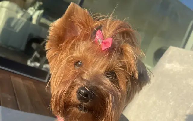 Clips and Treats in El Cajon, CA