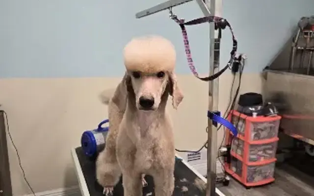 The Mighty Groomer in Groveland, FL