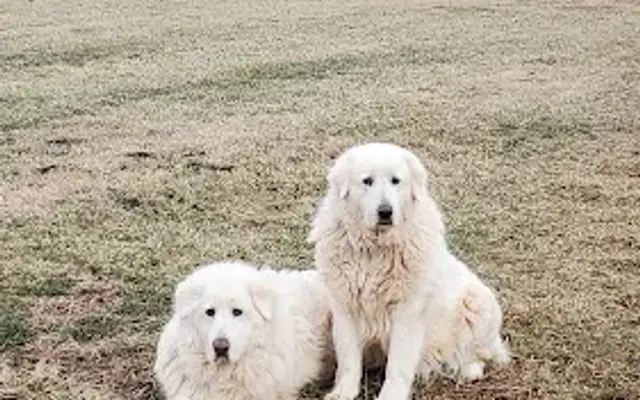 Smokin' Paws and Claws Pet Services LLC in Warrenton, VA
