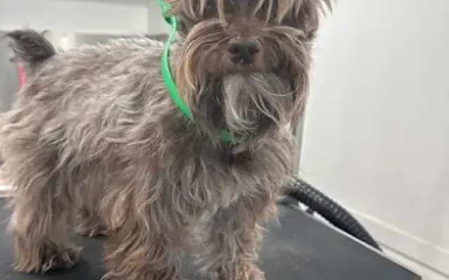 Jinny grooming in Claremont, NC