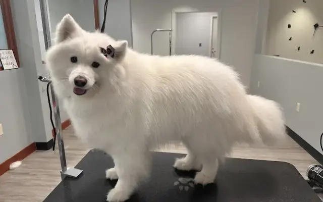 The Soggy Dog Spa Inc. in Sturbridge, MA