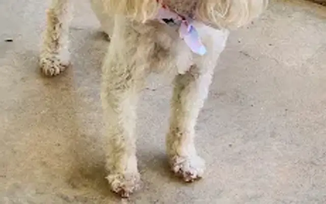 Dog and Suds Pet Spa in Denver, NC