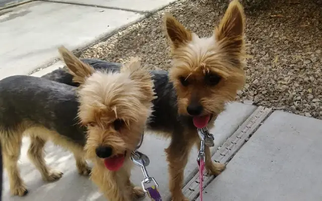 Pawfect Peticures in San Tan Valley, AZ